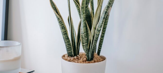 3 Elementos imprescindibles en tu puesto de trabajo 3 Elementos imprescindibles en tu puesto de trabajo